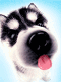 pic for Dog  120x160